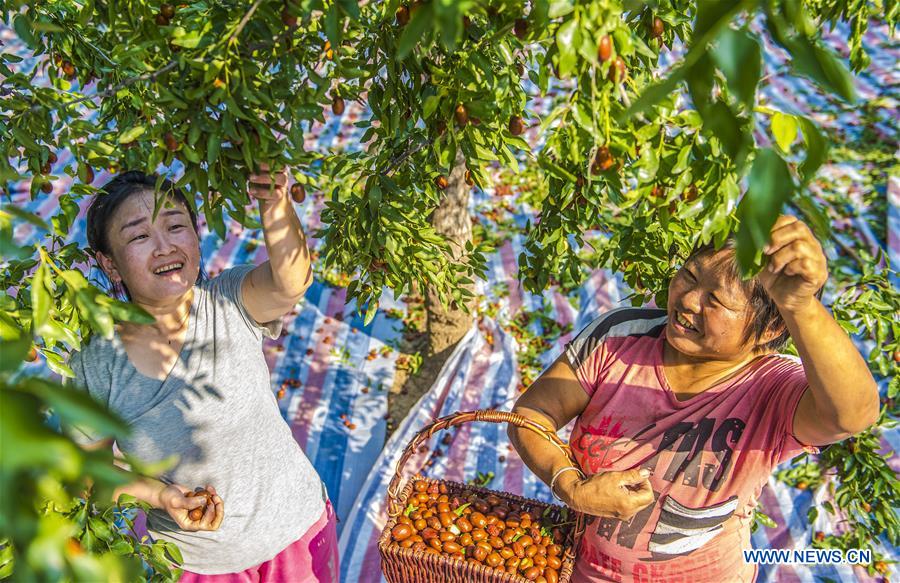 CHINA-HEBEI-ZAOQIANG-RED DATES-HARVEST(CN)