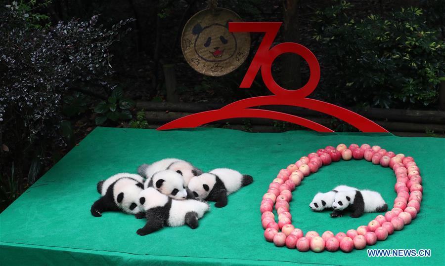 CHINA-CHENGDU-GIANT PANDA-CUBS (CN)