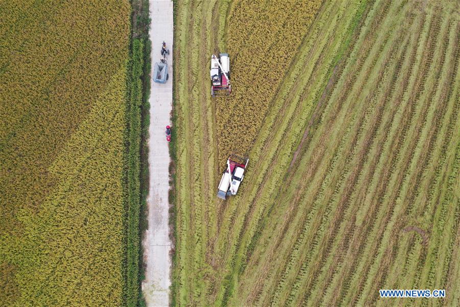 CHINA-JIANGXI-NANCHANG-HARVEST (CN)