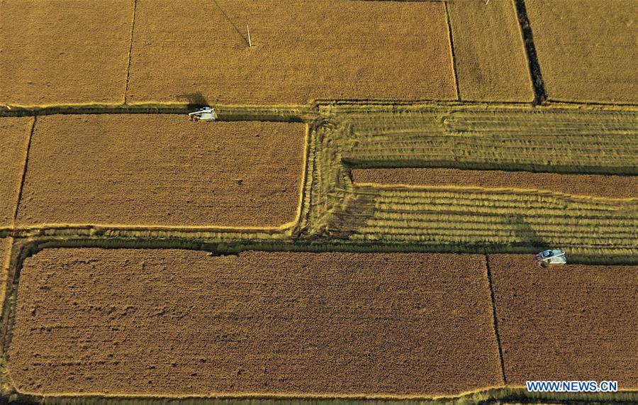 CHINA-HEBEI-HARVEST (CN)