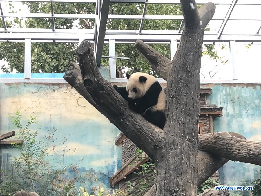 (BeijingCandid)CHINA-BEIJING-PANDA (CN)