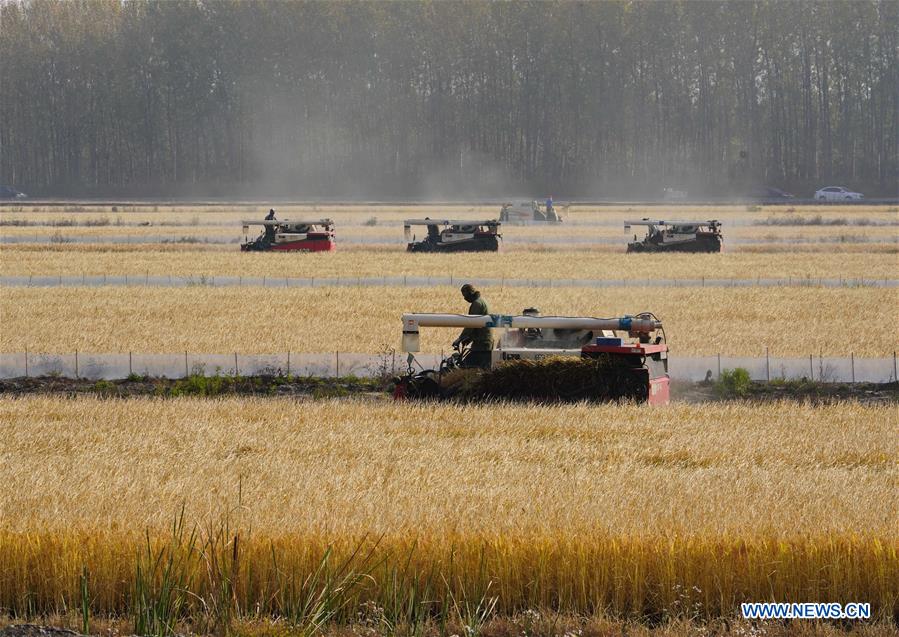 CHINA-HEBEI-RICE-HARVEST (CN)