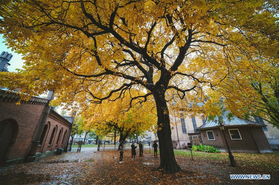 NORWAY-AUTUMN-SCENERY