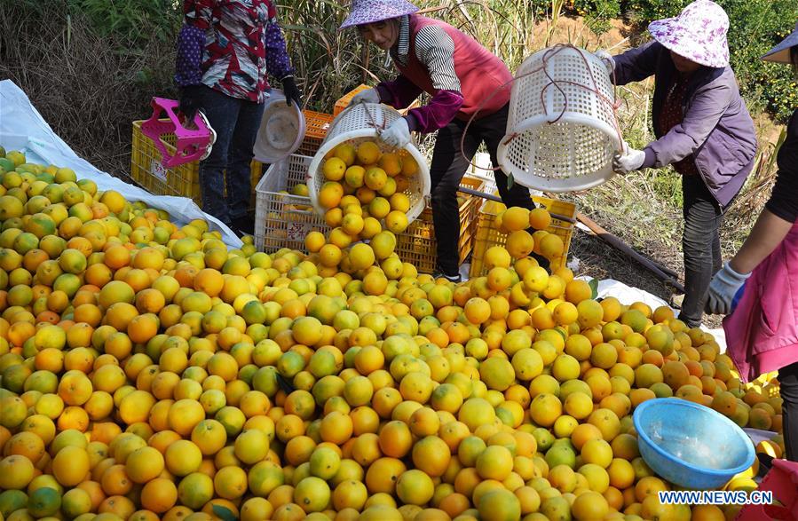 CHINA-JIANGXI-GANZHOU-HARVEST-NAVEL ORANGE (CN)