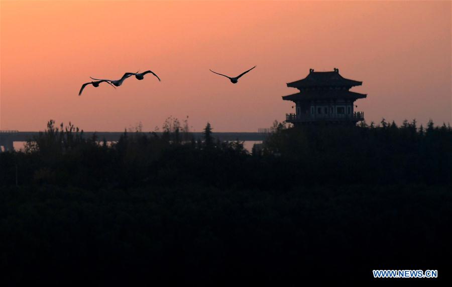 CHINA-HENAN-SANMENXIA-WHITE SWANS (CN)