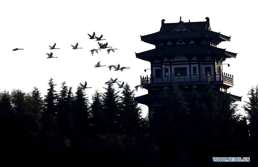 CHINA-HENAN-SANMENXIA-WHITE SWANS (CN)