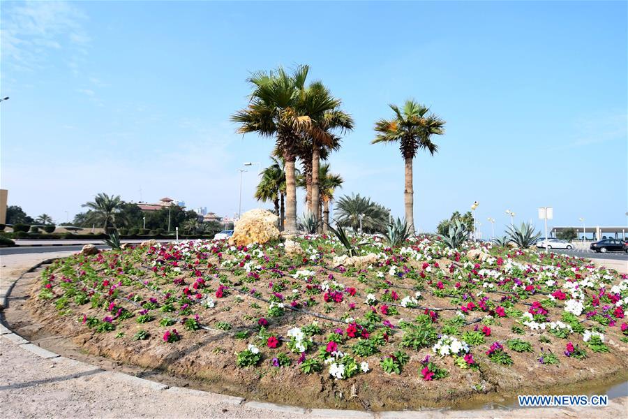 KUWAIT-KUWAIT CITY-FLOWER CULTIVATION