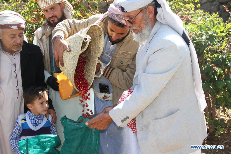 YEMEN-SANAA-COFFEE HARVEST