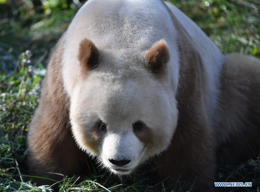 CHINA-SHAANXI-XI'AN-CAPTIVE BROWN AND WHITE GIANT PANDA