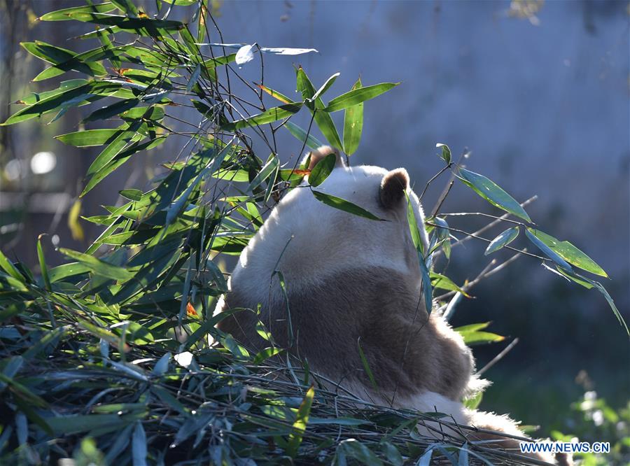 CHINA-SHAANXI-XI'AN-CAPTIVE BROWN AND WHITE GIANT PANDA