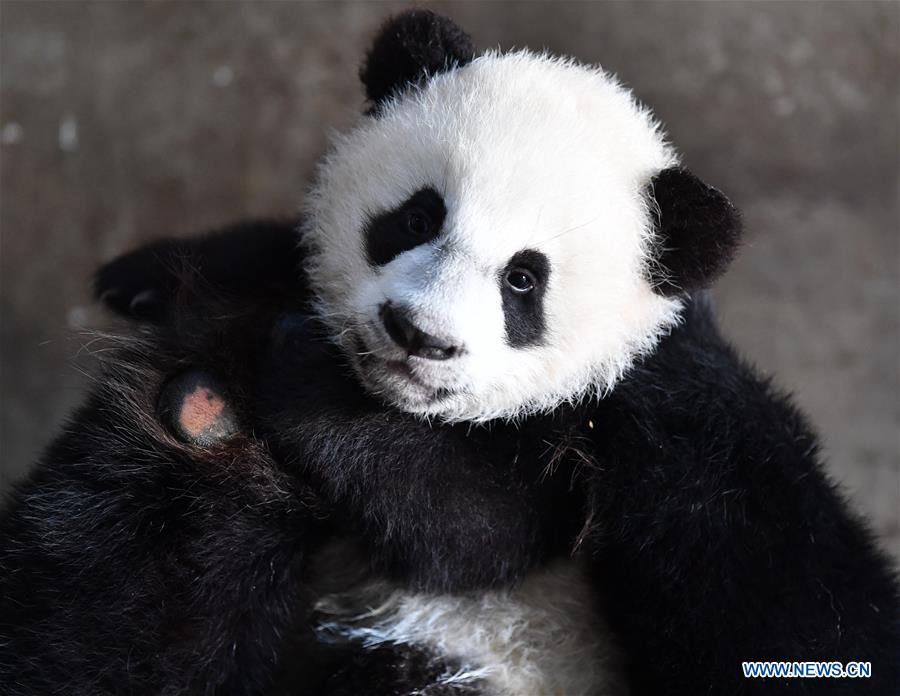 CHINA-SHAANXI-QINLING-GIANT PANDA KINDERGARTEN