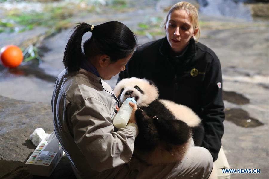 BELGIUM-BRUGELETTE-GIANT PANDA