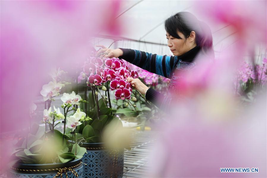 #CHINA-JIANGSU-ZHENJIANG-FLOWER-INDUSTRY (CN)