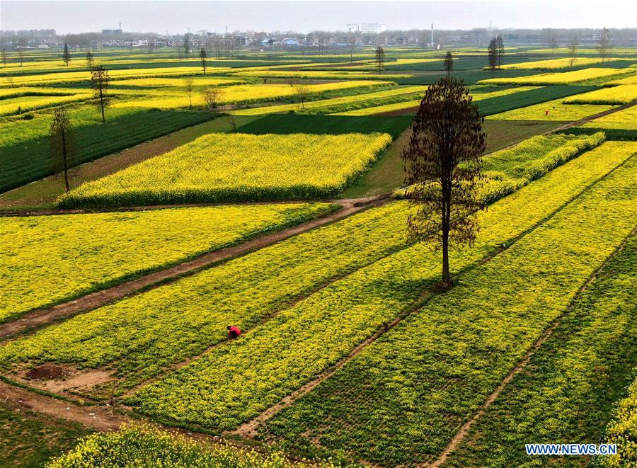 CHINA-HENAN-SPRING SCENERY (CN)