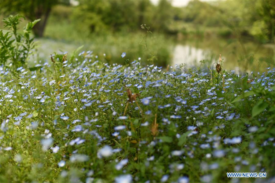 CHINA-ZHEJIANG-HANGZHOU-WETLAND PARK-FLOWER (CN)