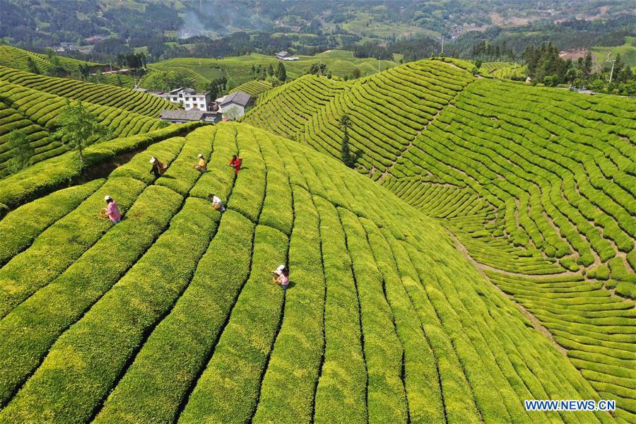 #CHINA-HUBEI-HEFENG-TEA (CN)