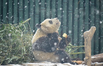 Giant pandas at Beijing Zoo play in snow