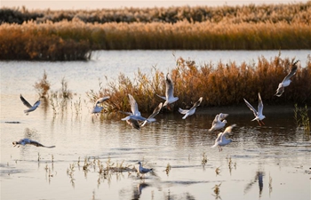 Scenery of Juyanhai Lake in N China's Inner Mongolia