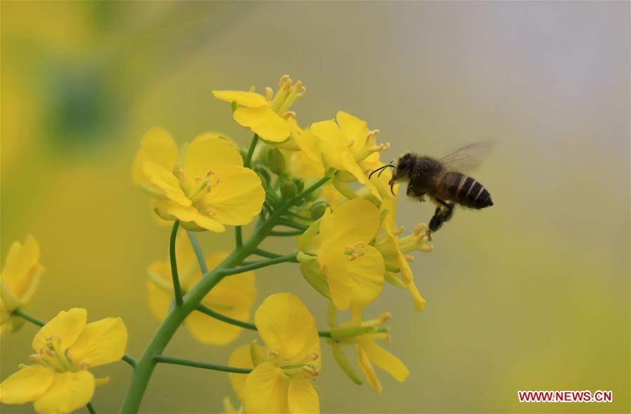 #CHINA-SPRING-FLOWER (CN)