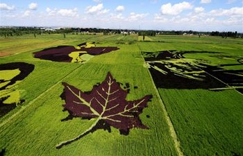 Patterns in rice fields in NW China's Xinjiang