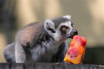 Animals relieve from heat wave in Zagreb, Croatia