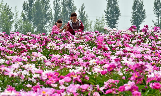 Peony flowers attract tourists in N China's Shanxi