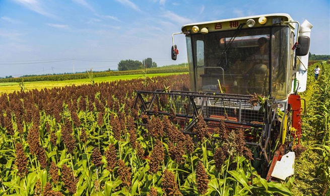 Villagers harvest sorghum in Xizhaozhuang Village, N China's Hebei