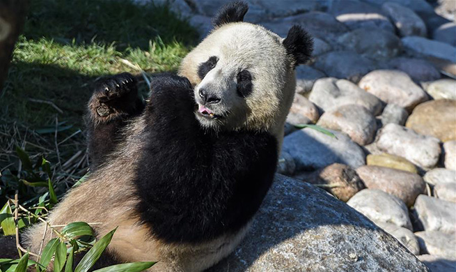 Danish Queen opens Copenhagen Panda House