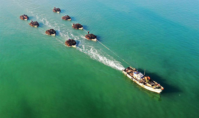 Workers harvest kelps in Rongcheng, E China's Shandong