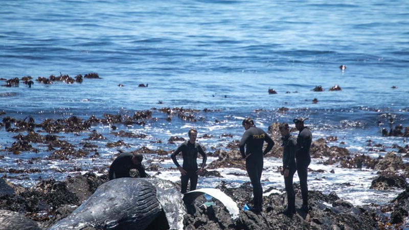 Humpback whale carcass spotted on shore in Cape Town, South Africa