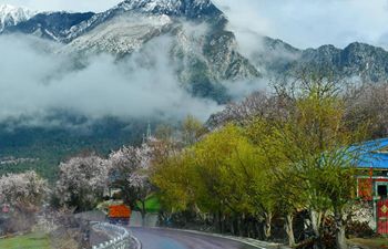 Peach blossoms in Bomi County, SW China's Tibet