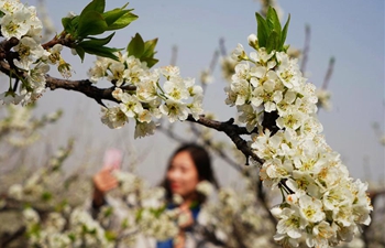 Tourists enjoy plum blossoms in N China's Hebei