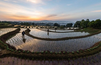 Farmers work in rice field in Chongqing, SW China