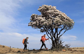 Wild rhododendrons in bloom in Yanbian County, SW China's Sichuan