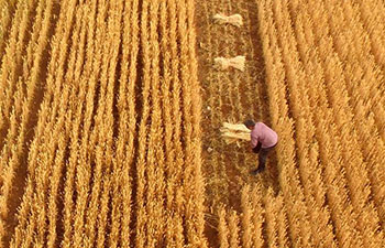 Farmers busy with their work across China