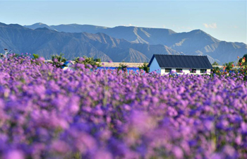 Demonstration park plants flowers to promote local tourism in NW China