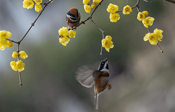 Wintersweet flowers seen in China's Jiangsu