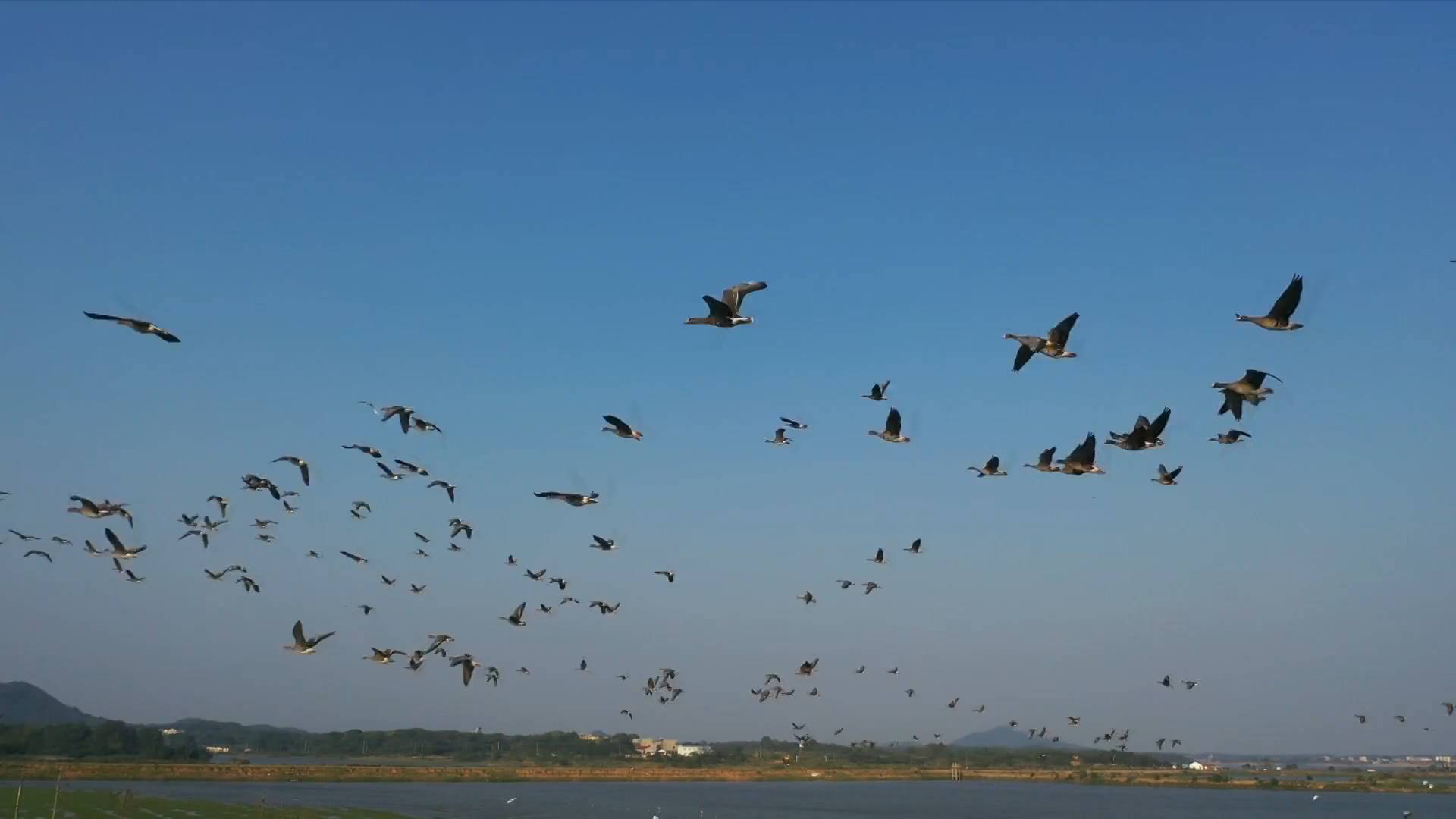 China's largest freshwater lake sees early arrival of wintering birds