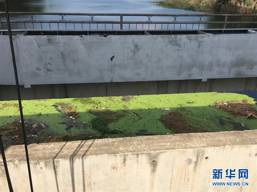 （新華視點·圖文互動）（2）上游洪水來襲下游魚蟹死亡，泄洪為何變泄污？