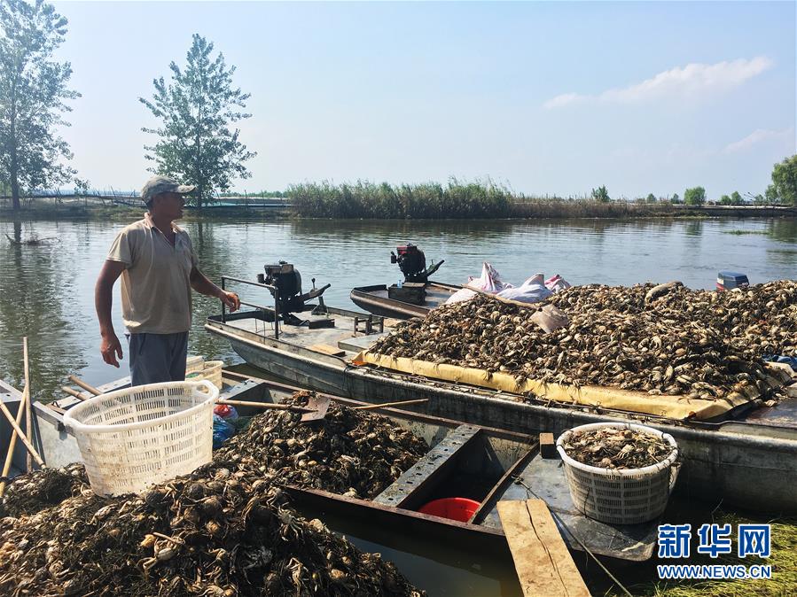 （新華視點·圖文互動）（1）上游洪水來襲下游魚蟹死亡，泄洪為何變泄污？