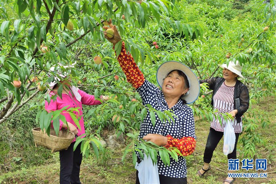 （在習(xí)近平新時(shí)代中國特色社會主義思想指引下——新時(shí)代新作為新篇章·圖文互動）（3）湖北枝城鎮(zhèn)：片區(qū)黨建助推鄉(xiāng)村全面振興