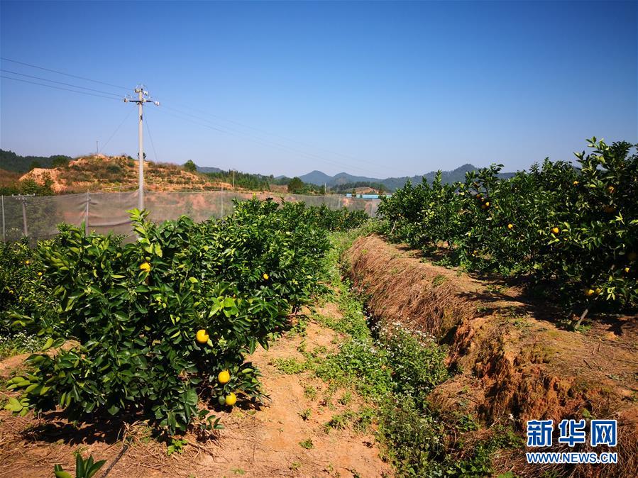 （在習(xí)近平新時代中國特色社會主義思想指引下·慶祝改革開放40周年·協(xié)調(diào)發(fā)展·圖文互動）（4）臍橙“三變”見證40年變遷