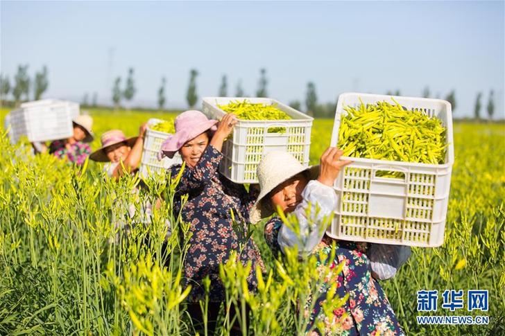 （在習(xí)近平新時(shí)代中國(guó)特色社會(huì)主義思想指引下——新時(shí)代新作為新篇章·鄉(xiāng)村振興戰(zhàn)略·圖文互動(dòng)）（1）一株忘憂(yōu)草，萬(wàn)家喜眉梢——山西省大同市云州區(qū)黃花產(chǎn)業(yè)扶貧觀察