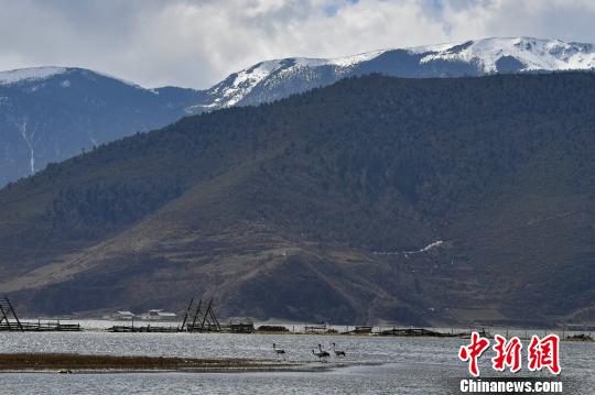 圖為在納帕海濕地棲息的候鳥。　劉冉陽(yáng) 攝