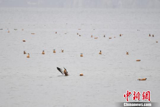 圖為在納帕海濕地棲息的候鳥。　劉冉陽(yáng) 攝