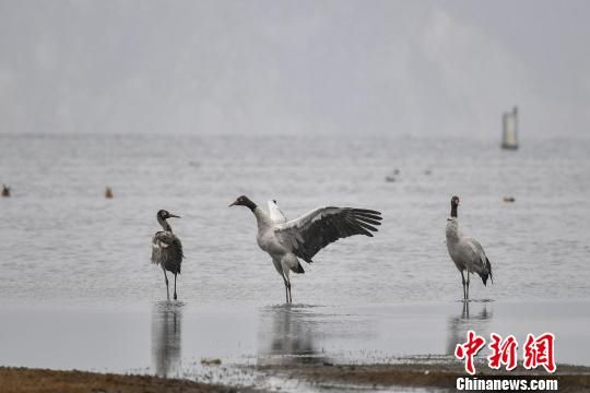 圖為在納帕海濕地棲息的黑頸鶴?！⑷疥?yáng) 攝