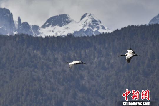 圖為在納帕海濕地上空飛翔的黑頸鶴?！⑷疥?yáng) 攝