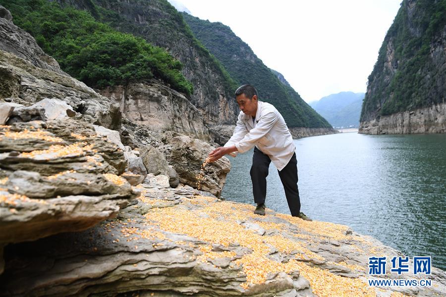 （在習近平新時代中國特色社會主義思想指引下——新時代新作為新篇章）（3）重慶巫山：“生態(tài)寶貝”變身“搖錢樹”