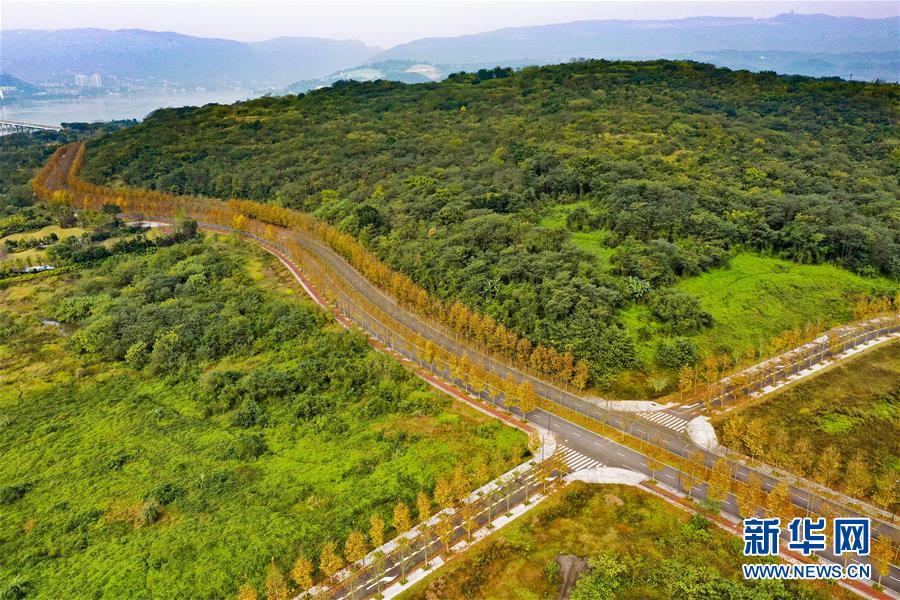 （四中全會精神在基層·圖文互動）（1）一江碧水串起綠色島鏈——重慶江心島“生態(tài)留白”調查