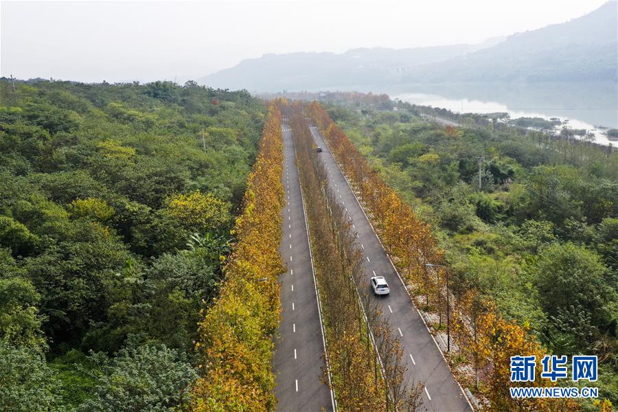 （四中全會精神在基層·圖文互動）（3）一江碧水串起綠色島鏈——重慶江心島“生態(tài)留白”調查